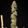 Mexican Rush Auto