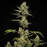 Sticky Queen Auto