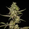 Sticky Queen Auto