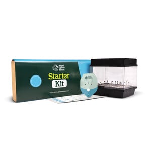Starter Kit με Σπόρους CBD