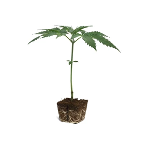 Κλώνοι Tangie