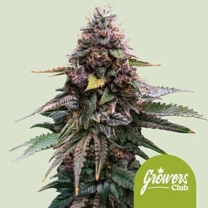 Mimosa Cookies Αυτo