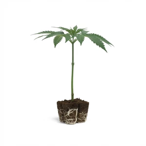 Κλώνοι OG Kush