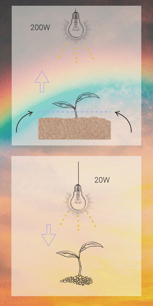 How to Prevent and Fix Stretching in Cannabis Seedlings How to Prevent and Fix Stretching in Cannabis Seedlings