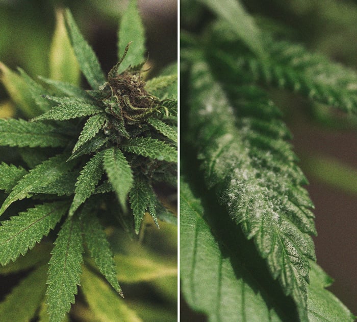 Identificación y tratamiento de las enfermedades más comunes del cannabis Identificación y tratamiento de las enfermedades más comunes del cannabis