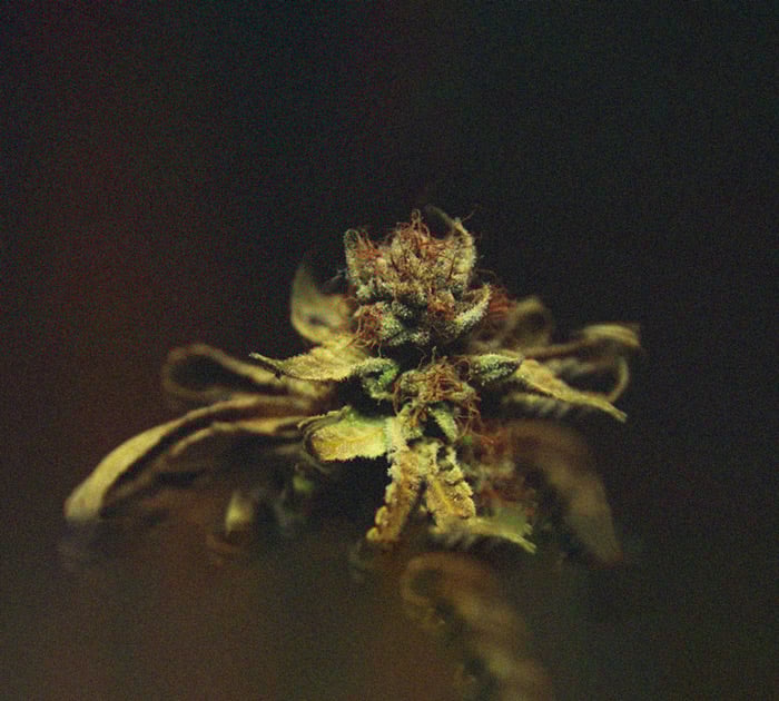 Identificación y tratamiento de las enfermedades más comunes del cannabis Identificación y tratamiento de las enfermedades más comunes del cannabis