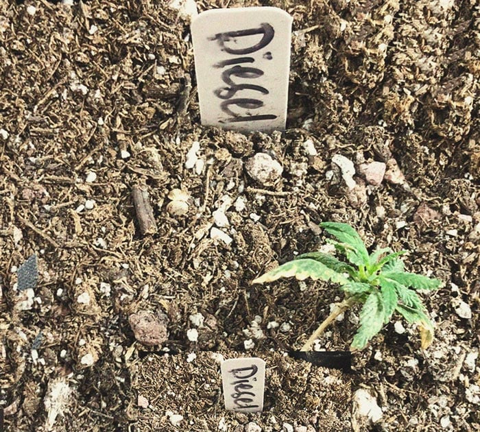 Identificación y tratamiento de las enfermedades más comunes del cannabis Identificación y tratamiento de las enfermedades más comunes del cannabis
