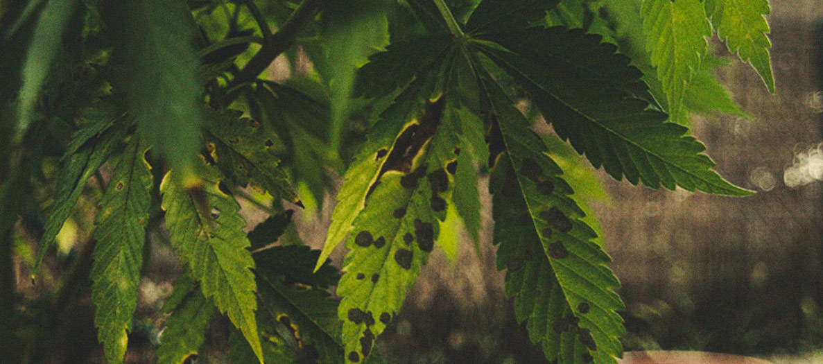 Identificación y tratamiento de las enfermedades más comunes del cannabis Identificación y tratamiento de las enfermedades más comunes del cannabis