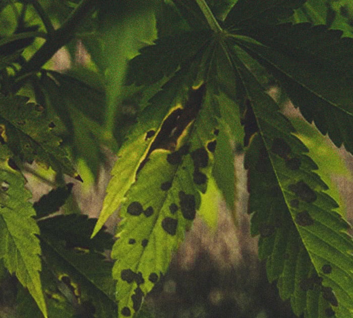 Identificación y tratamiento de las enfermedades más comunes del cannabis Identificación y tratamiento de las enfermedades más comunes del cannabis