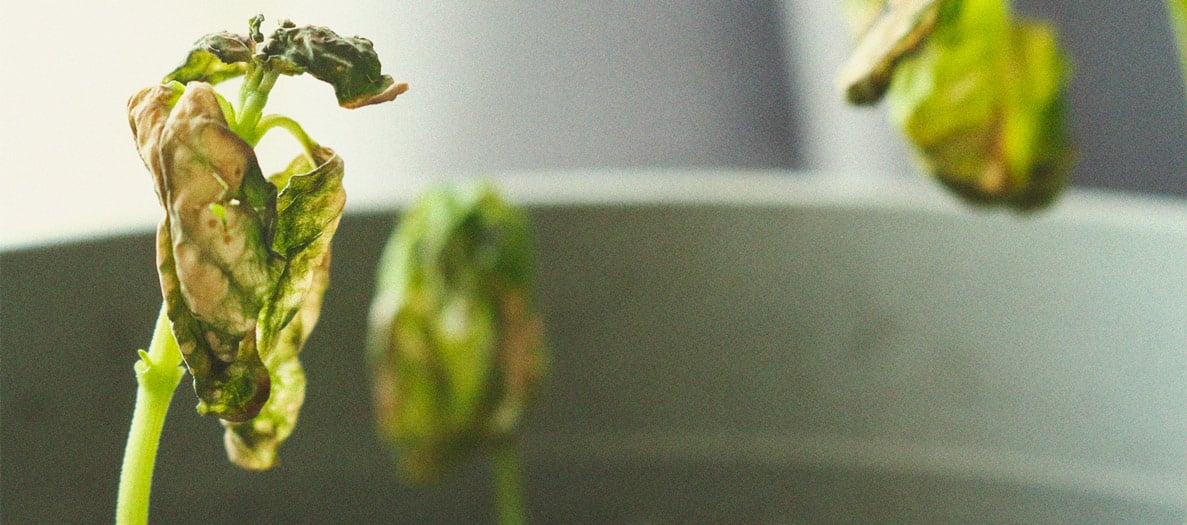 Identificación y tratamiento de las enfermedades más comunes del cannabis Identificación y tratamiento de las enfermedades más comunes del cannabis