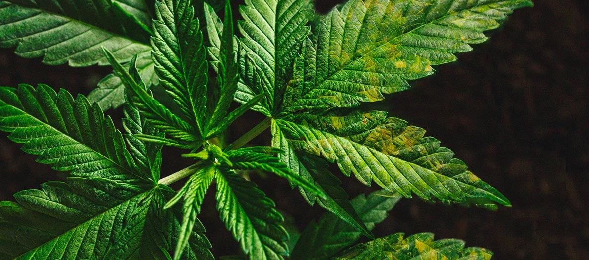 Identificación y tratamiento de las enfermedades más comunes del cannabis Identificación y tratamiento de las enfermedades más comunes del cannabis