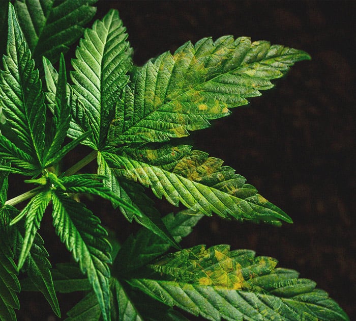 Identificación y tratamiento de las enfermedades más comunes del cannabis Identificación y tratamiento de las enfermedades más comunes del cannabis