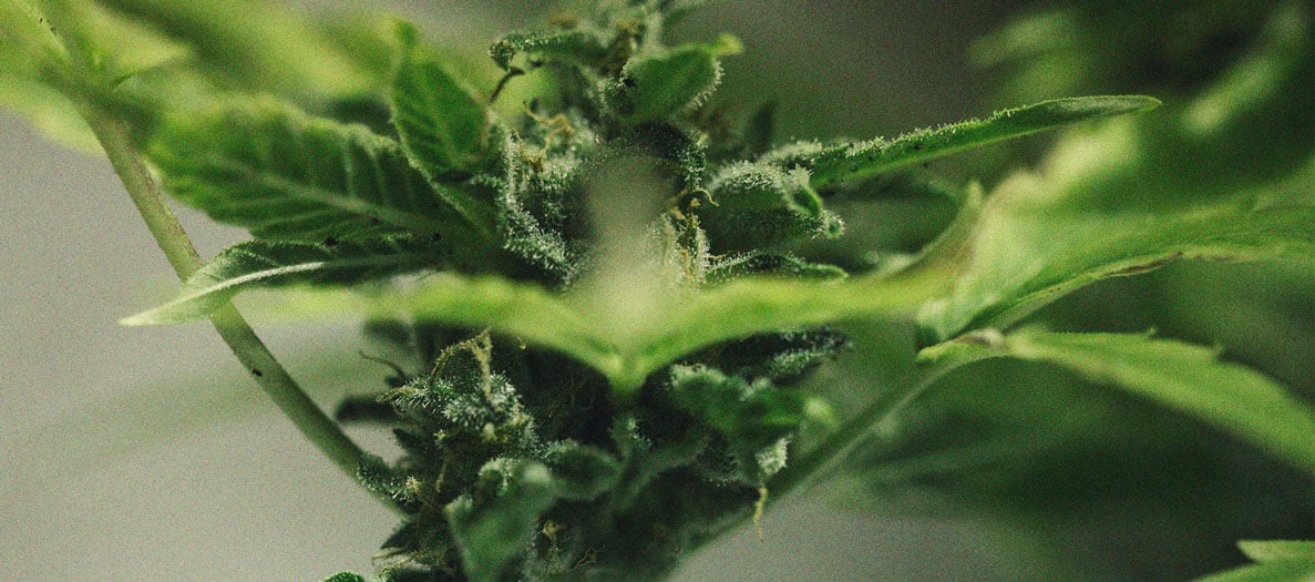 Identificación y tratamiento de las enfermedades más comunes del cannabis Identificación y tratamiento de las enfermedades más comunes del cannabis