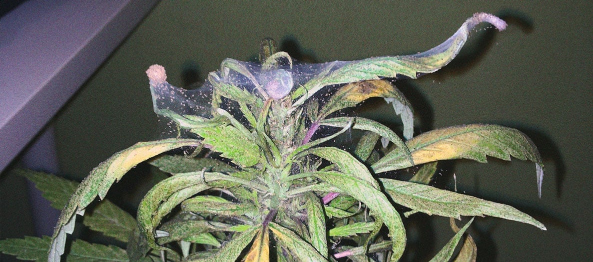 Identificación y tratamiento de las enfermedades más comunes del cannabis Identificación y tratamiento de las enfermedades más comunes del cannabis