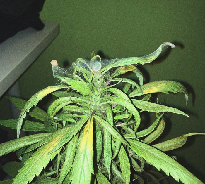 Identificación y tratamiento de las enfermedades más comunes del cannabis Identificación y tratamiento de las enfermedades más comunes del cannabis