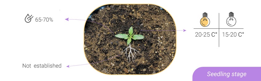 HUMIDITY LEVELS AND TEMPERATURES: FROM SEEDLING TO HARVEST