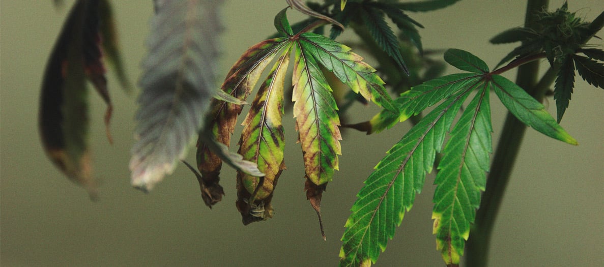 Identificación y tratamiento de las enfermedades más comunes del cannabis Identificación y tratamiento de las enfermedades más comunes del cannabis