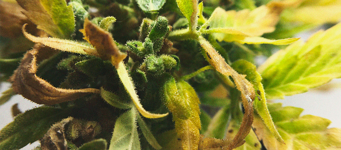 Identificación y tratamiento de las enfermedades más comunes del cannabis Identificación y tratamiento de las enfermedades más comunes del cannabis