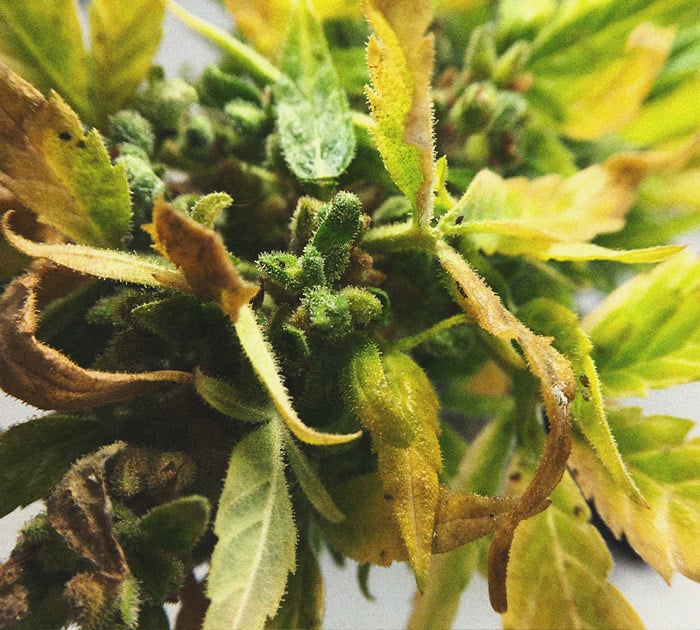 Identificación y tratamiento de las enfermedades más comunes del cannabis Identificación y tratamiento de las enfermedades más comunes del cannabis