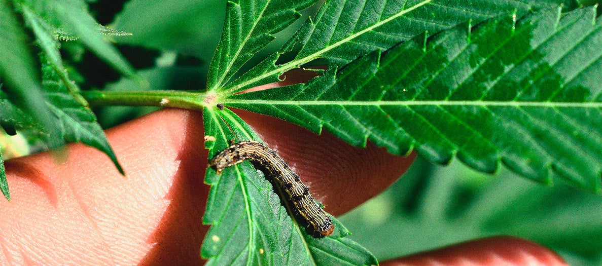 Identificación y tratamiento de las enfermedades más comunes del cannabis Identificación y tratamiento de las enfermedades más comunes del cannabis