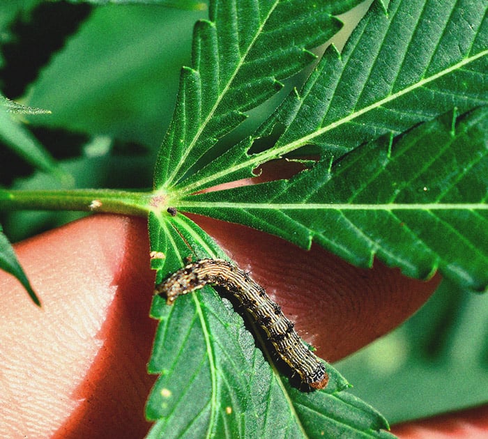 Identificación y tratamiento de las enfermedades más comunes del cannabis Identificación y tratamiento de las enfermedades más comunes del cannabis