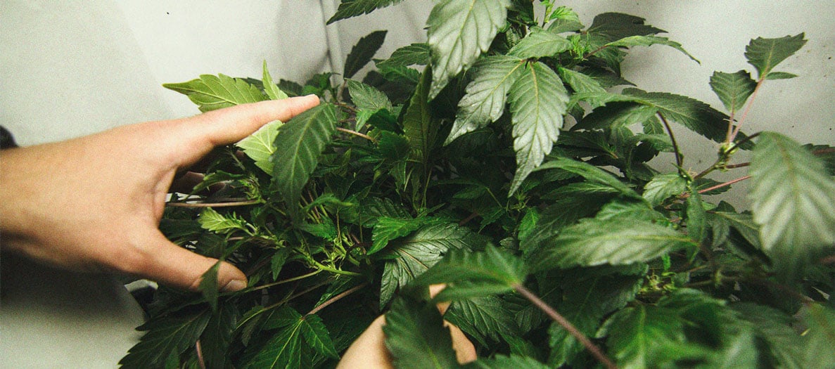 Identificación y tratamiento de las enfermedades más comunes del cannabis Identificación y tratamiento de las enfermedades más comunes del cannabis
