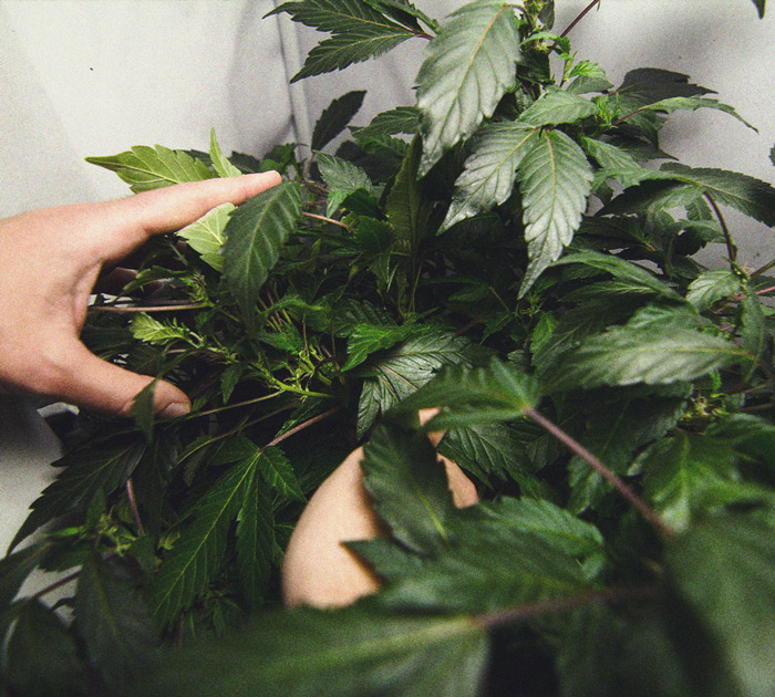 Identificación y tratamiento de las enfermedades más comunes del cannabis Identificación y tratamiento de las enfermedades más comunes del cannabis