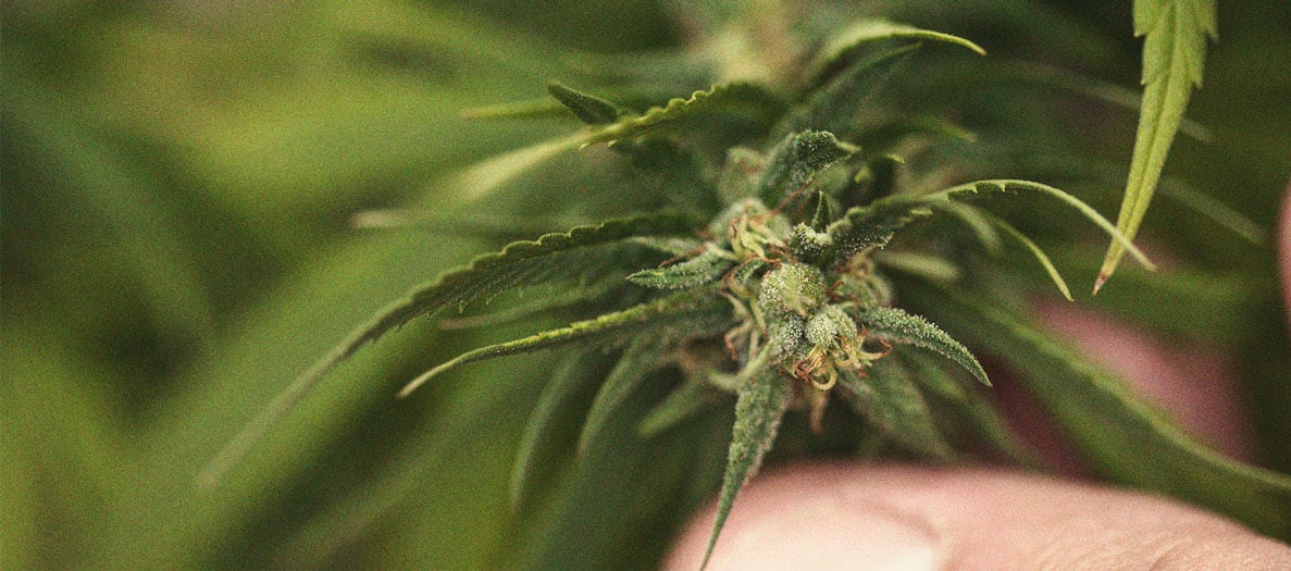 Identificación y tratamiento de las enfermedades más comunes del cannabis Identificación y tratamiento de las enfermedades más comunes del cannabis