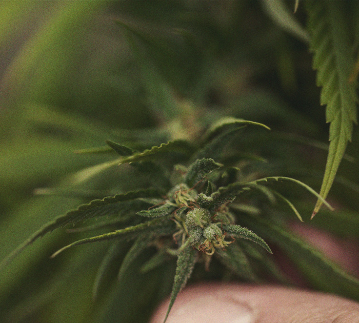 Identificación y tratamiento de las enfermedades más comunes del cannabis Identificación y tratamiento de las enfermedades más comunes del cannabis
