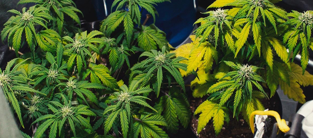 Identificación y tratamiento de las enfermedades más comunes del cannabis Identificación y tratamiento de las enfermedades más comunes del cannabis