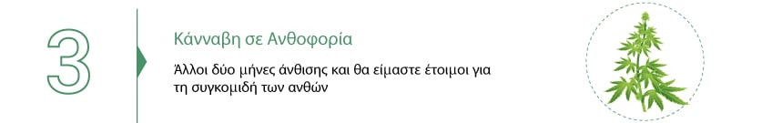 Συλλεξτε Την Κανναβη Σας