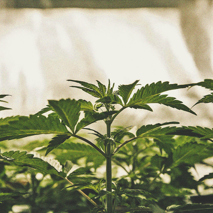 The Cannabis Cultivation Timeline
