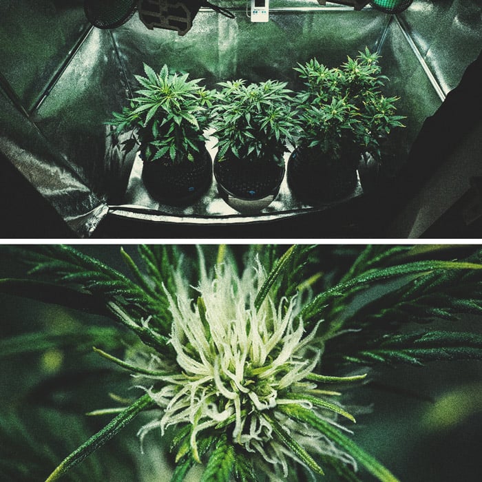 Purple Punch Automatic Grow Report