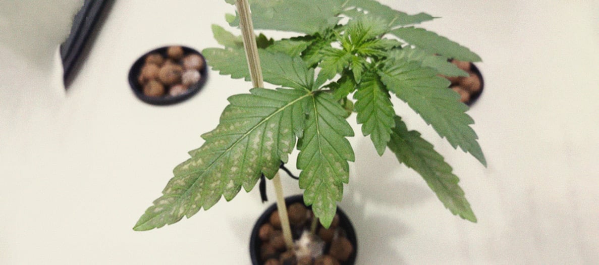 Identificación y tratamiento de las enfermedades más comunes del cannabis Identificación y tratamiento de las enfermedades más comunes del cannabis