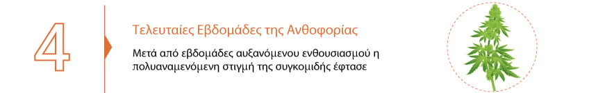 Συλλεξτε Την Κανναβη Σας