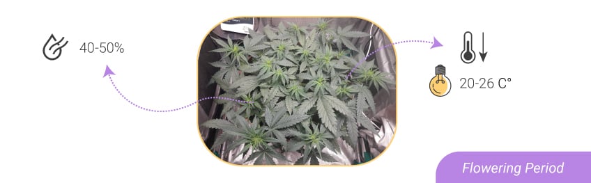 HUMIDITY LEVELS AND TEMPERATURES: FROM SEEDLING TO HARVEST