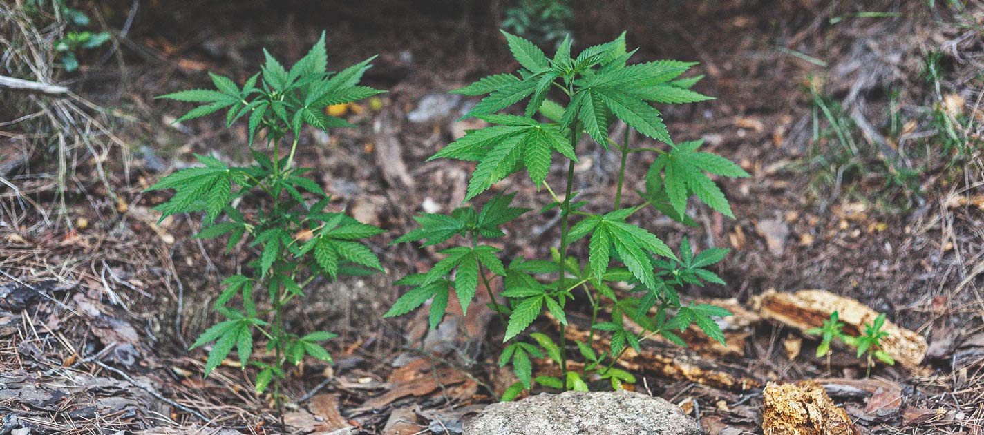 The Basics of Cannabis Outdoor Growing (Part 1) The Basics of Cannabis Outdoor Growing (Part 1)