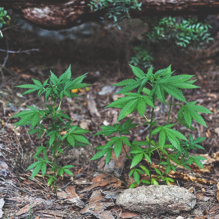 The Basics of Cannabis Outdoor Growing (Part 1) The Basics of Cannabis Outdoor Growing (Part 1)