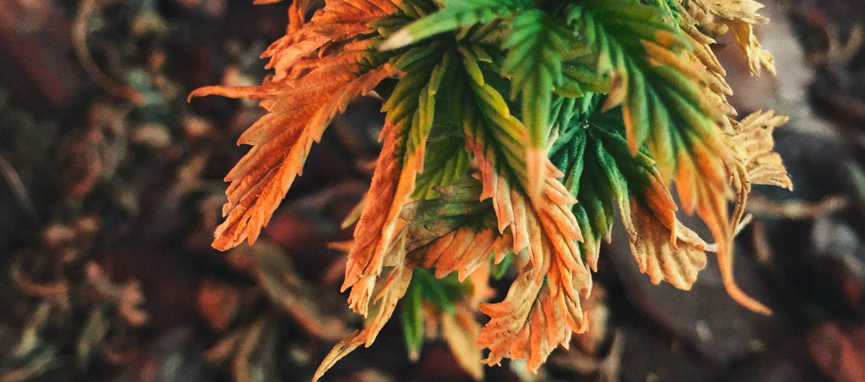 Identificación y tratamiento de las enfermedades más comunes del cannabis Identificación y tratamiento de las enfermedades más comunes del cannabis