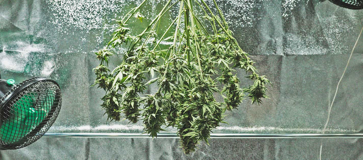 The Cannabis Cultivation Timeline
