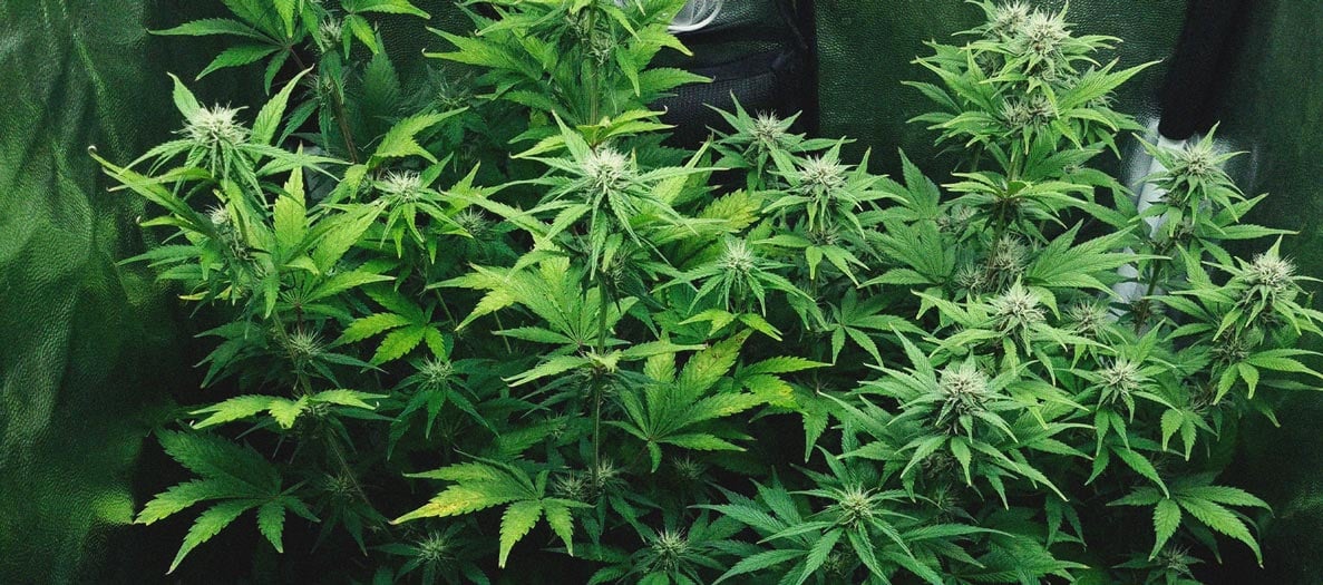 Purple Queen Automatic Grow Report