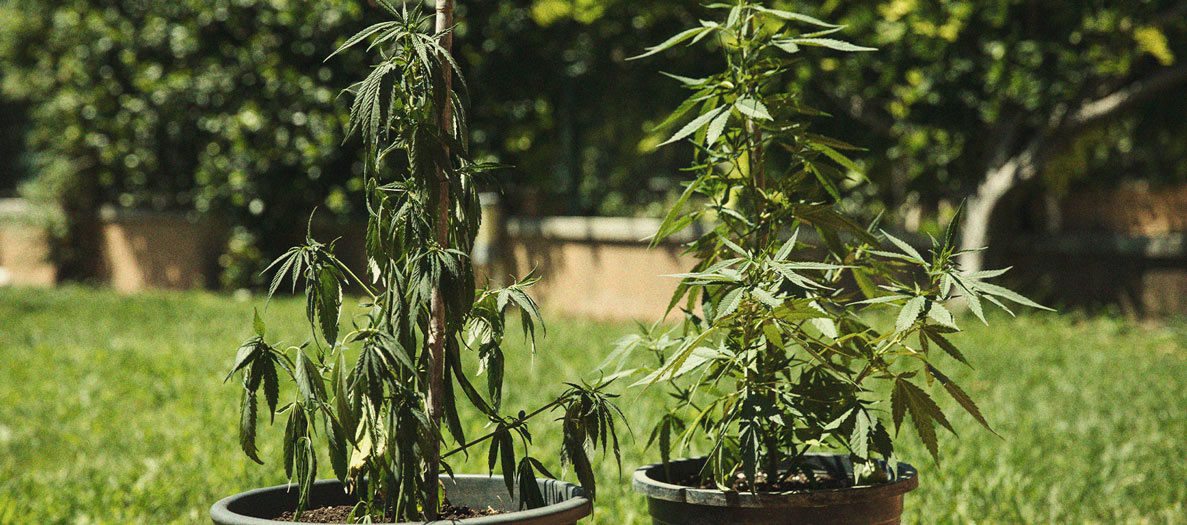 Identificación y tratamiento de las enfermedades más comunes del cannabis Identificación y tratamiento de las enfermedades más comunes del cannabis