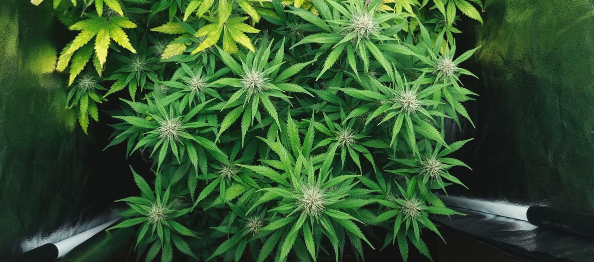 Purple Queen Automatic Grow Report