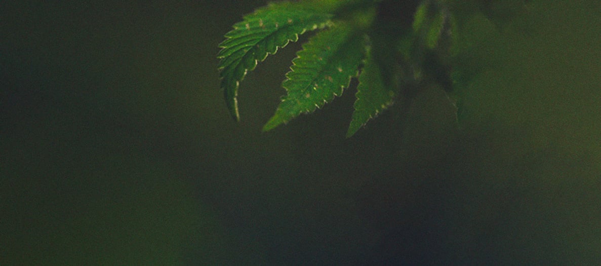 Identificación y tratamiento de las enfermedades más comunes del cannabis Identificación y tratamiento de las enfermedades más comunes del cannabis