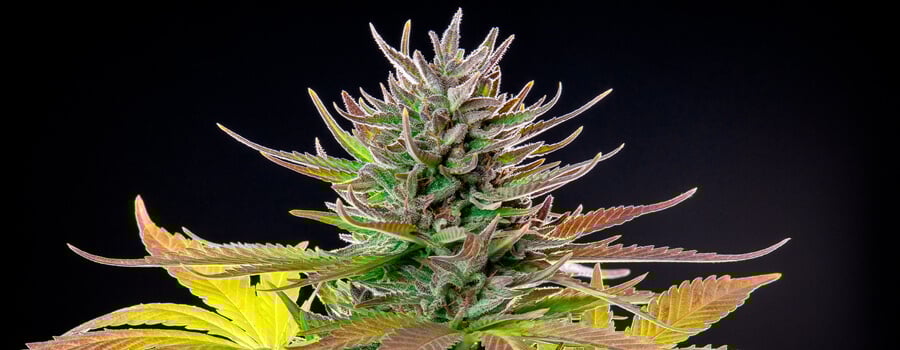 AMG Cannabis Strain