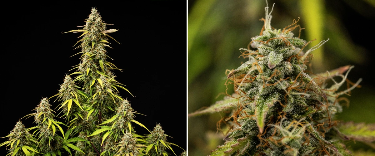 Φυτό κάνναβης Atlas F1 κατά την 9η εβδομάδα του grow report, δείχνοντας πλήρως ώριμα άνθη, πυκνή κάλυψη τριχωμάτων, πορτοκαλί ύπερους, φύλλα που ξεθωριάζουν και ώριμη ανάπτυξη ανθοφορίας.