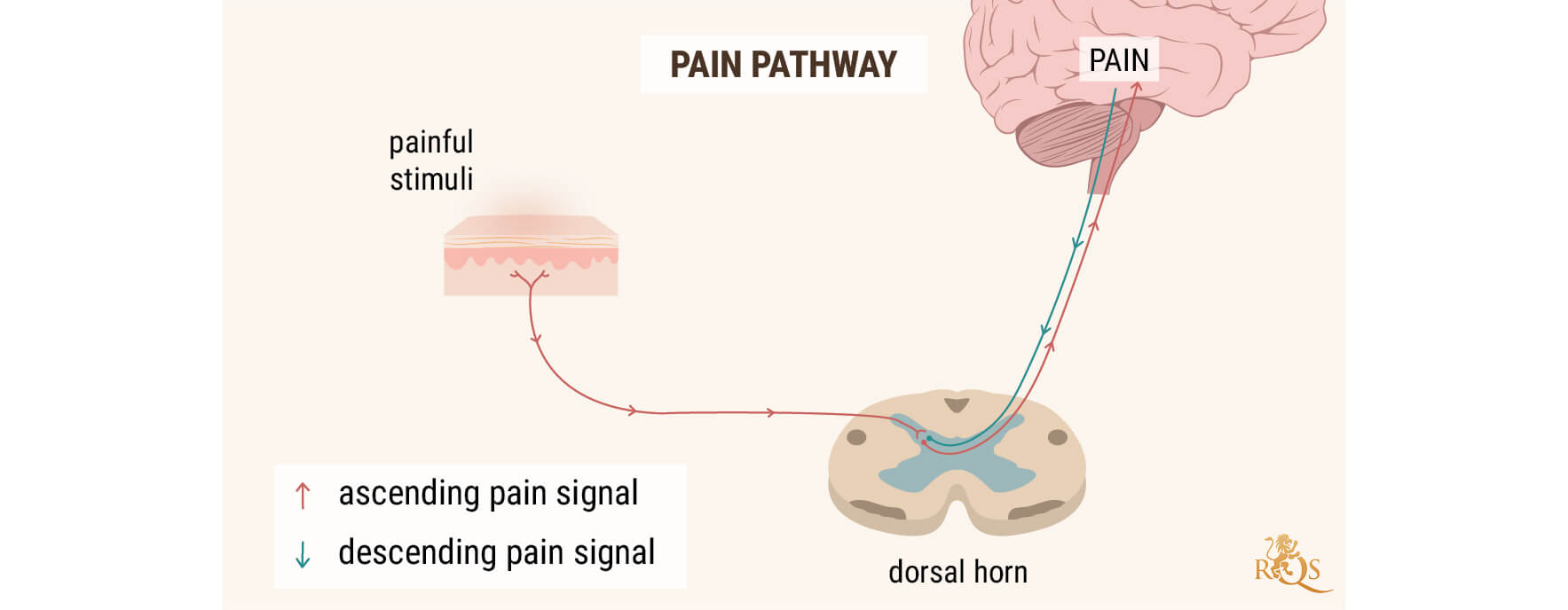 CBD PAIN