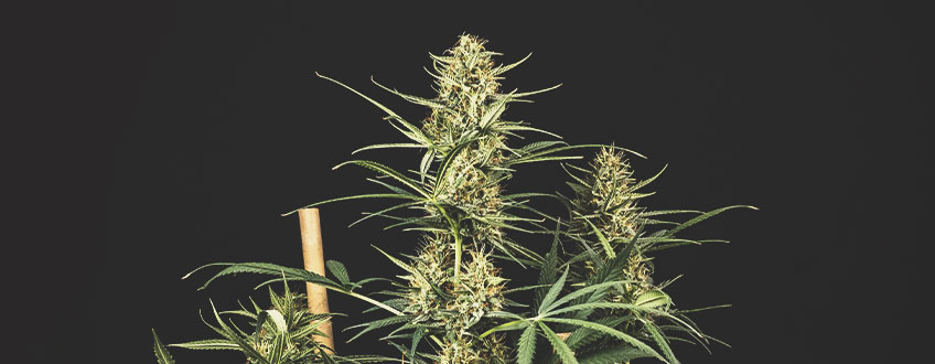 Οι Καλύτεροι Σπόροι Κάνναβης της Royal Queen Seeds Σε Έκπτωση Οι Καλύτεροι Σπόροι Κάνναβης της Royal Queen Seeds Σε Έκπτωση