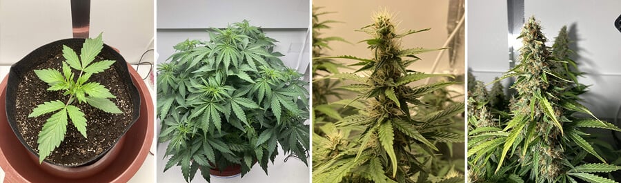 Easy Bud Easy Bud