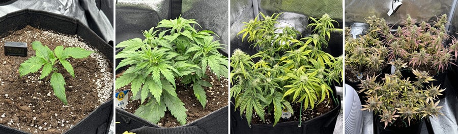 Fast Eddy Auto CBD Fast Eddy Auto CBD
